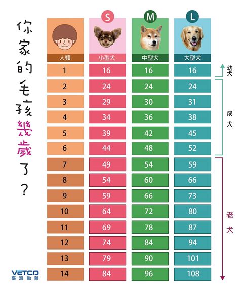 狗 15歲|狗狗年紀大了，老化怎麼看？其實狗狗年齡這樣換算！ 